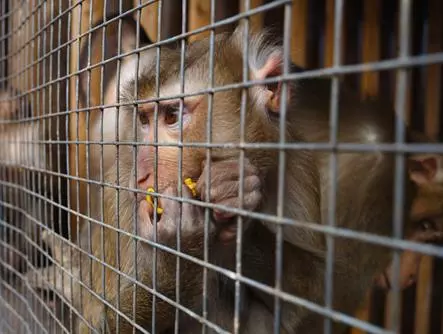 como-funciona-o-direito-dos-animais-na-pratica